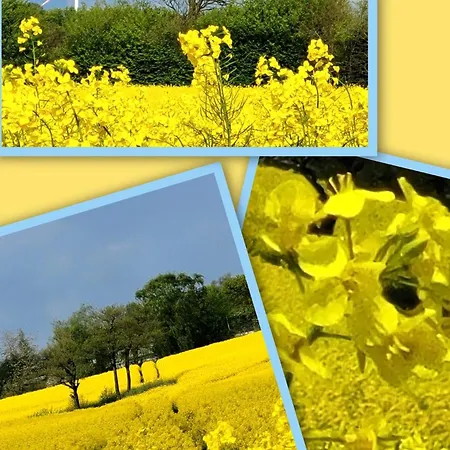 Fischerstern Tatil Evi *